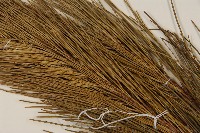 臺灣二葉松藏品圖，第4張