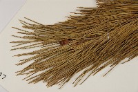 臺灣二葉松藏品圖，第5張