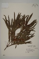 桃實百日青藏品圖，第1張