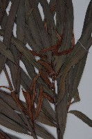 桃實百日青藏品圖，第3張