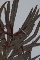 桃實百日青藏品圖，第4張