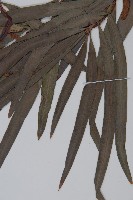 桃實百日青藏品圖，第5張