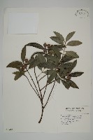 竹柏藏品圖，第1張