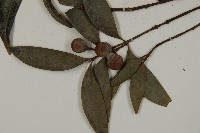 竹柏藏品圖，第3張