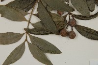 竹柏藏品圖，第4張