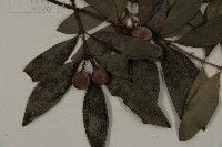 竹柏藏品圖，第5張