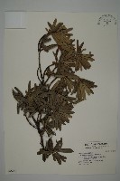 蘭嶼羅漢松藏品圖，第1張