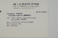 蘭嶼羅漢松藏品圖，第2張