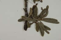 蘭嶼羅漢松藏品圖，第5張