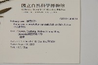 小葉羅漢松藏品圖，第2張