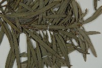 小葉羅漢松藏品圖，第3張