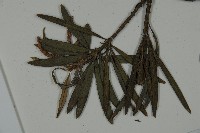 小葉羅漢松藏品圖，第4張