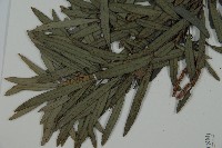 小葉羅漢松藏品圖，第5張