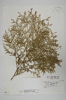 台灣肖楠藏品圖，第1張