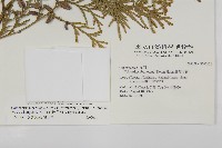 台灣肖楠藏品圖，第2張