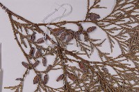 台灣肖楠藏品圖，第3張