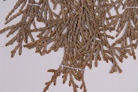 台灣肖楠藏品圖，第4張