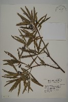 叢花百日青藏品圖，第1張