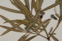 叢花百日青藏品圖，第3張