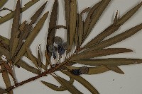 叢花百日青藏品圖，第4張