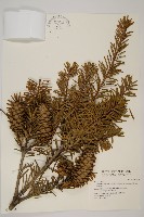 臺灣油杉藏品圖，第1張