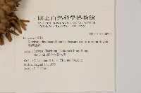 臺灣油杉藏品圖，第2張