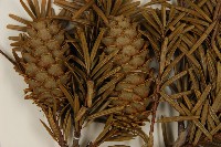 臺灣油杉藏品圖，第3張