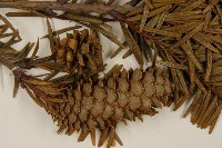 臺灣油杉藏品圖，第4張