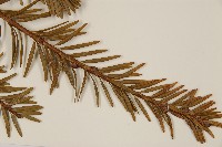 臺灣油杉藏品圖，第5張