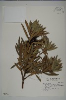 大葉羅漢松藏品圖，第1張