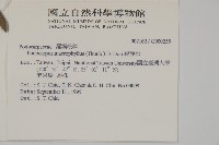 大葉羅漢松藏品圖，第2張