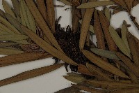 大葉羅漢松藏品圖，第3張