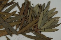 大葉羅漢松藏品圖，第4張