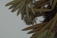 大葉羅漢松藏品圖，第5張