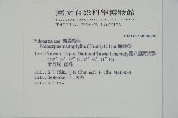 大葉羅漢松藏品圖，第2張