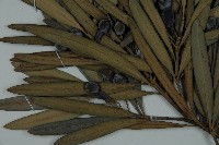 大葉羅漢松藏品圖，第3張