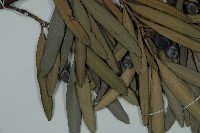 大葉羅漢松藏品圖，第4張