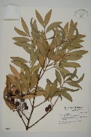 竹柏藏品圖，第1張