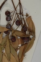 竹柏藏品圖，第3張