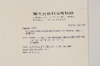 臺灣油杉藏品圖，第2張