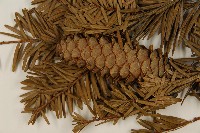 臺灣油杉藏品圖，第3張