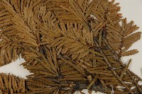 臺灣油杉藏品圖，第4張