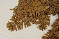 臺灣油杉藏品圖，第5張