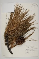 加拿利刺松藏品圖，第1張