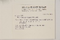 加拿利刺松藏品圖，第2張