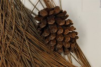 加拿利刺松藏品圖，第3張