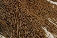 加拿利刺松藏品圖，第4張