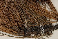 加拿利刺松藏品圖，第5張