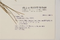 琉球松藏品圖，第2張