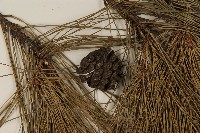 琉球松藏品圖，第3張